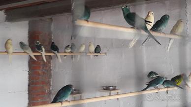 Kakariki blu, crema, gezoomdt