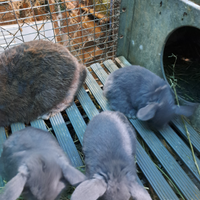 Cuccioli coniglio ariete e testa di leone