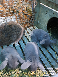 Cuccioli coniglio ariete e testa di leone