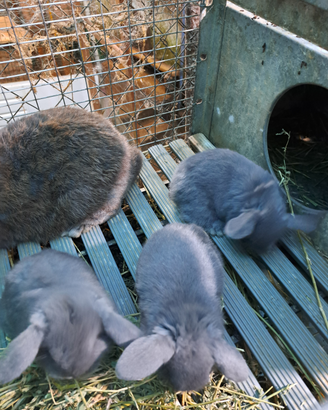 Cuccioli coniglio ariete e testa di leone