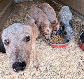Australian Cattle Dog