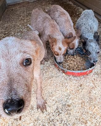 Australian Cattle Dog