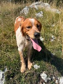 Cane da caccia setter/breton