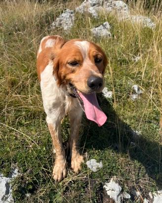 Cane da caccia setter/breton
