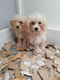 Maltipoo Toy Maschi
