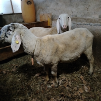 Montone