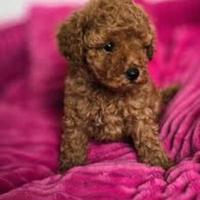 Barboncino toy femmina