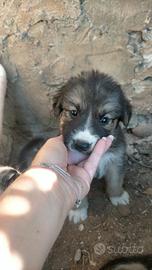 Cuccioli di cane