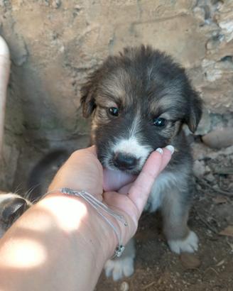 Cuccioli di cane