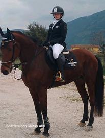 Cavallo da salto