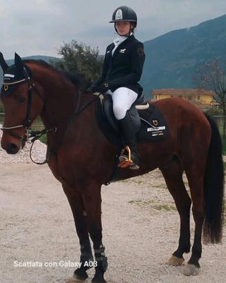 Cavallo da salto