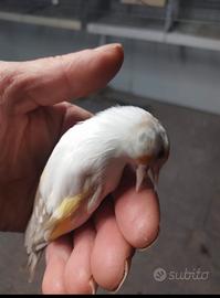 Cardellina nostrana Satine favata