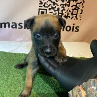 Pastore belga malinois