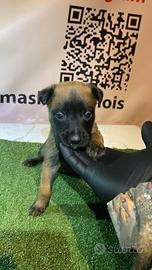 Pastore belga malinois