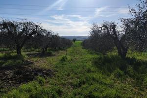 Agricolo a Alviano