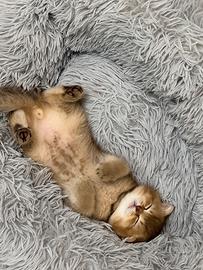 Gattino maschio