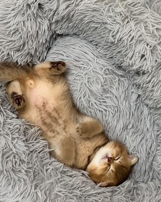 Gattino maschio