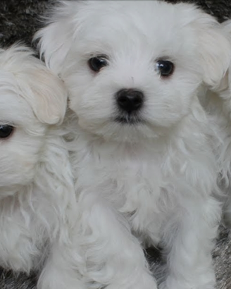 Maltese Toy