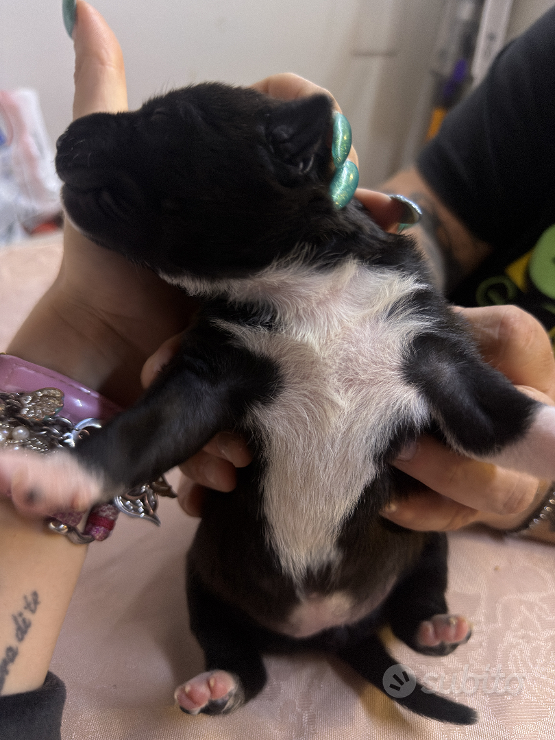 Cucciole mamma Bull terrier - Animali In vendita a Vercelli