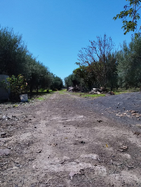 Vendita Terreno Agricolo