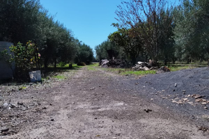 Vendita Terreno Agricolo