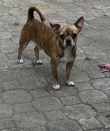 Chihuahua