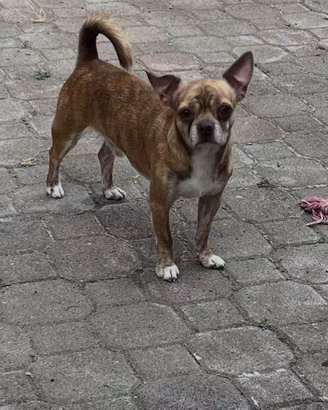 Chihuahua