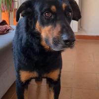 FRED incrocio rottweiler 4 anni buonissimo