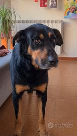 FRED incrocio rottweiler 4 anni buonissimo