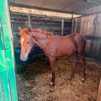 Cavallo