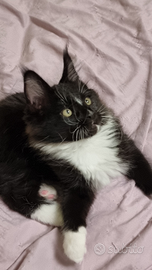 Maine coon maschio con pedigree