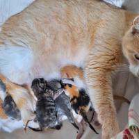 Regalasi Gattini
