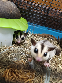 Petauri dello zucchero