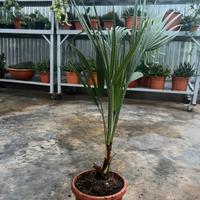 Piantina di Chamaerops humilis