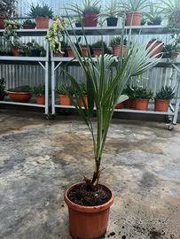 Piantina di Chamaerops humilis