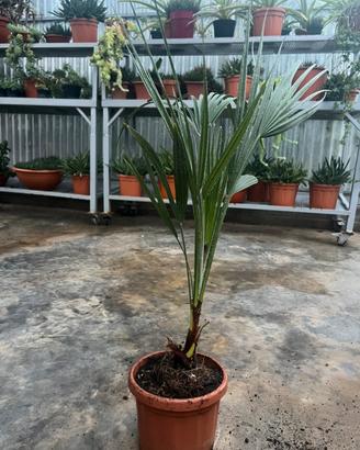 Piantina di Chamaerops humilis
