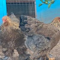 Galline brama