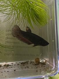Betta