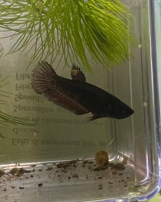 Betta