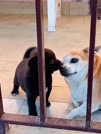 Cucciolo di piccola taglia