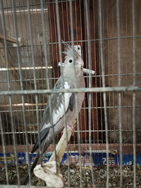 Coppia di calopsiti riproduttiva