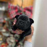 Bulldog francese