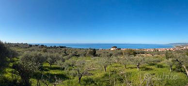 Terreno-Uliveto di Classe 1 ad Alta Rendita