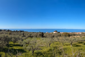 Terreno-Uliveto di Classe 1 ad Alta Rendita