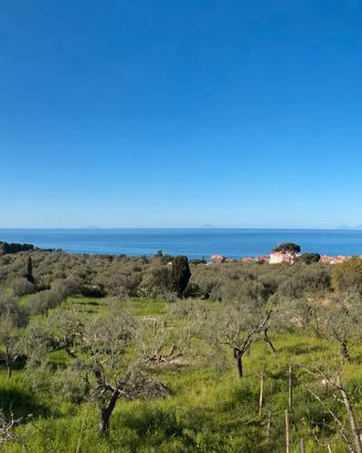 Terreno-Uliveto di Classe 1 ad Alta Rendita