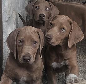 Rhodesian Ridgeback