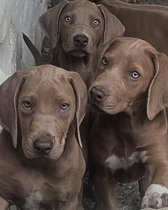 Rhodesian Ridgeback