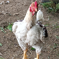 Combattente Indiano Cornish