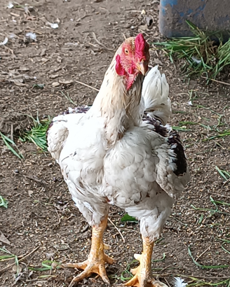 Combattente Indiano Cornish