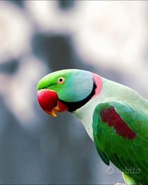 Pappagalli coppie e singoli all.a mano